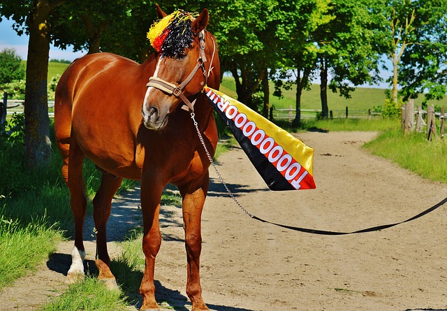回顾历年足 回顾历年足
