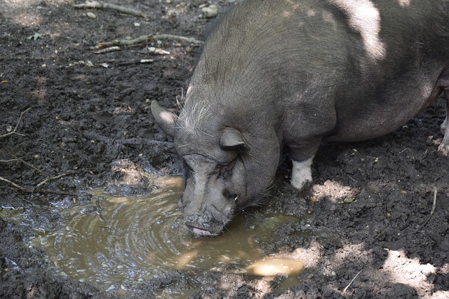 间的荣誉 间的荣誉